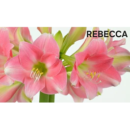 Amaryllis Rebecca (Bulbo)