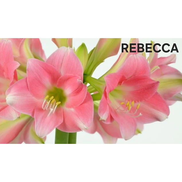 Amaryllis Rebecca (Bulbo)