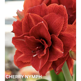 Amaryllis Cherry Nymph (Bulbo)