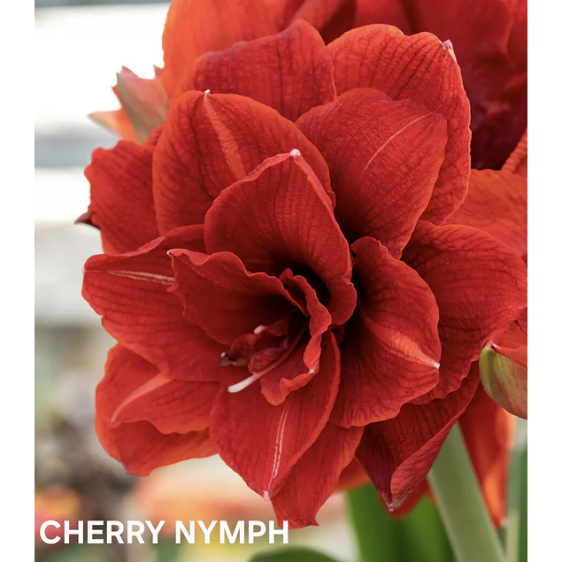 Amaryllis Cherry Nymph (Bulbo)