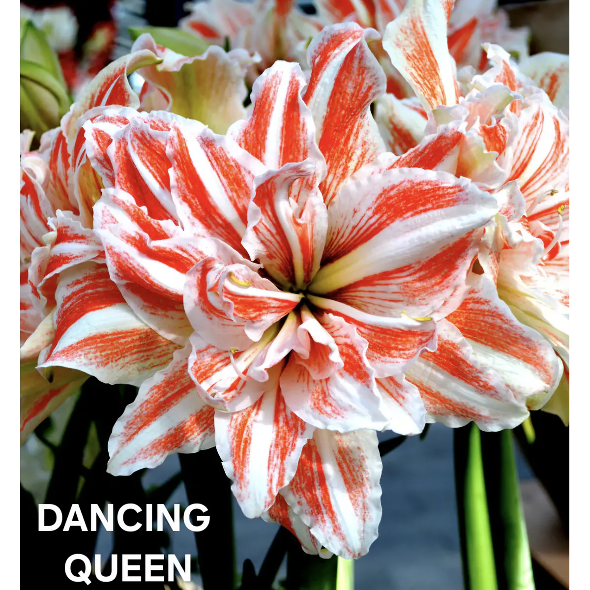 Amaryllis Dancing Queen (Bulbo)