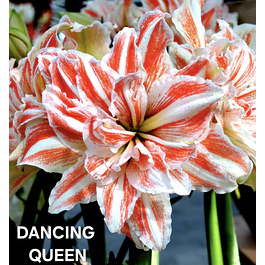 Amaryllis Dancing Queen (Bulbo)