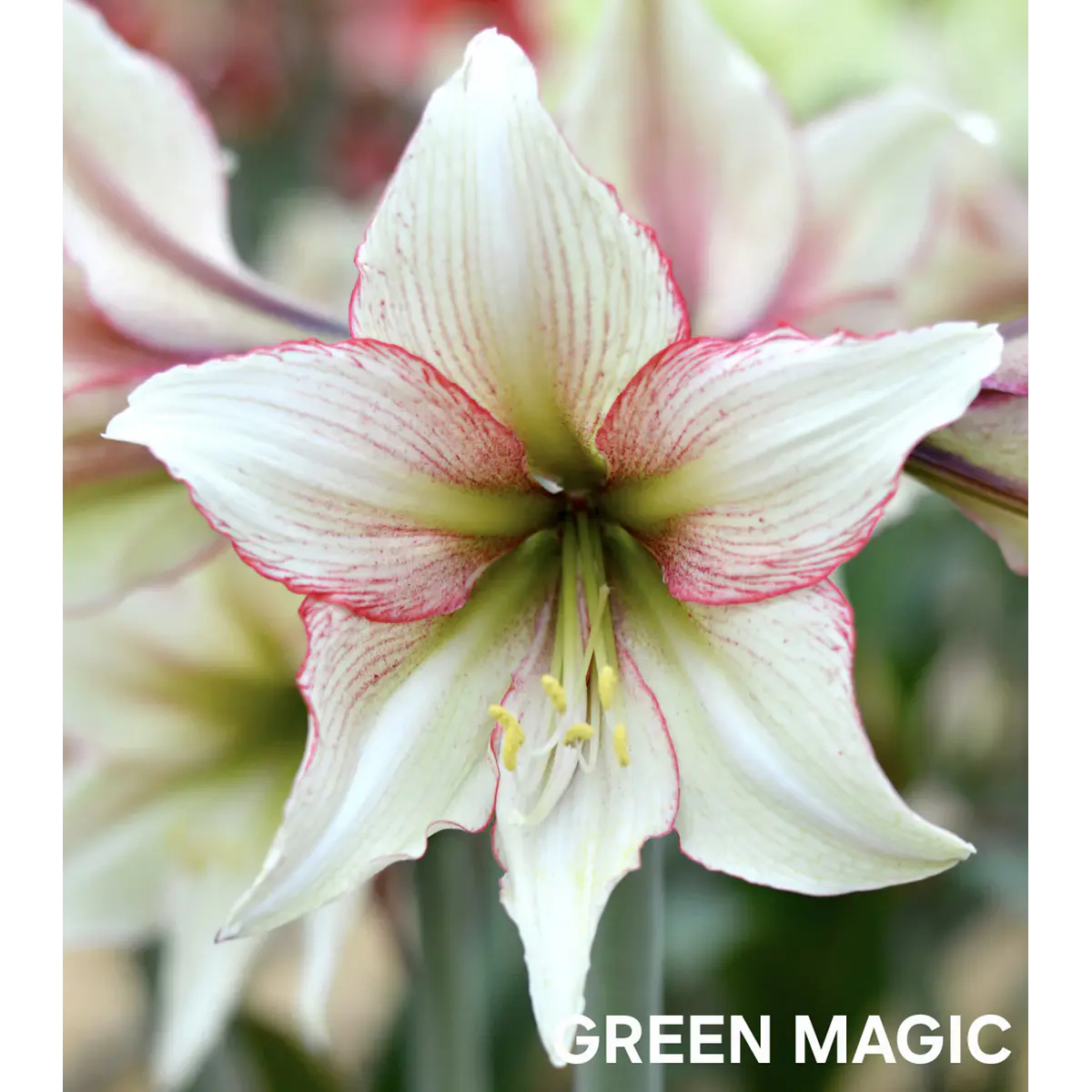 Amaryllis Green Magic (Bulbo)