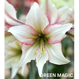 Amaryllis Green Magic (Bulbo)