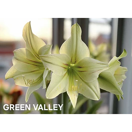 Amaryllis Green Valley (Bulbo)