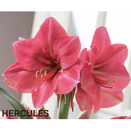 Amaryllis Hercules (Bulbo)