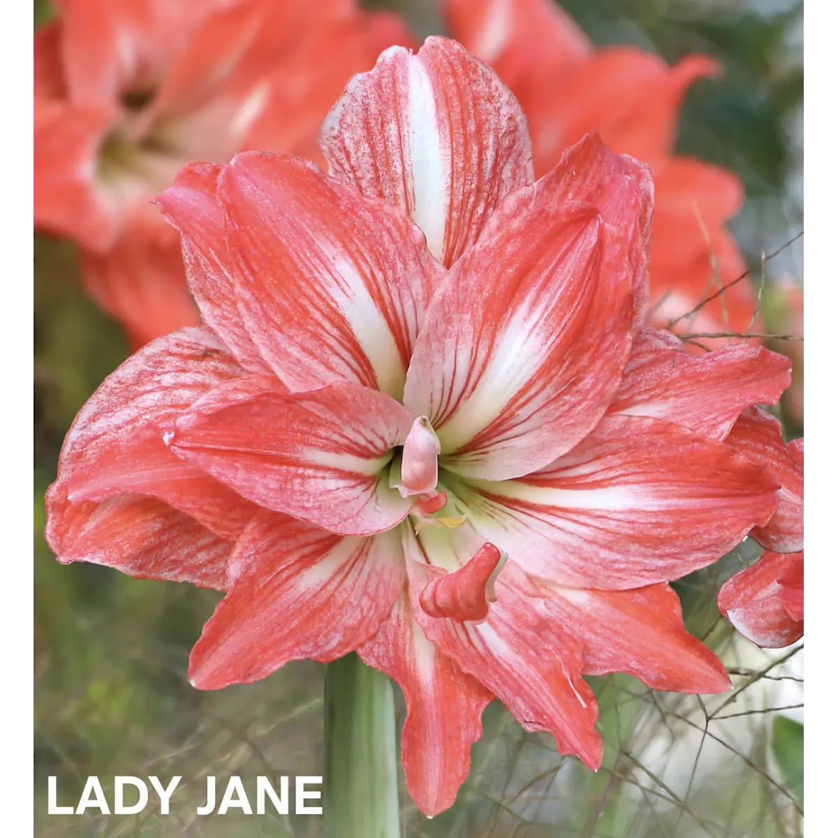 Amaryllis Lady Jane (Bulbo)