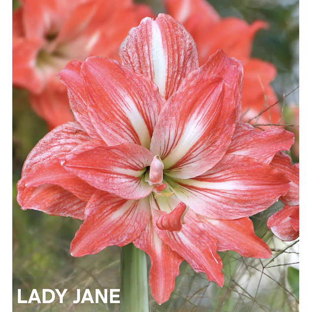Amaryllis Lady Jane (Bulbo)