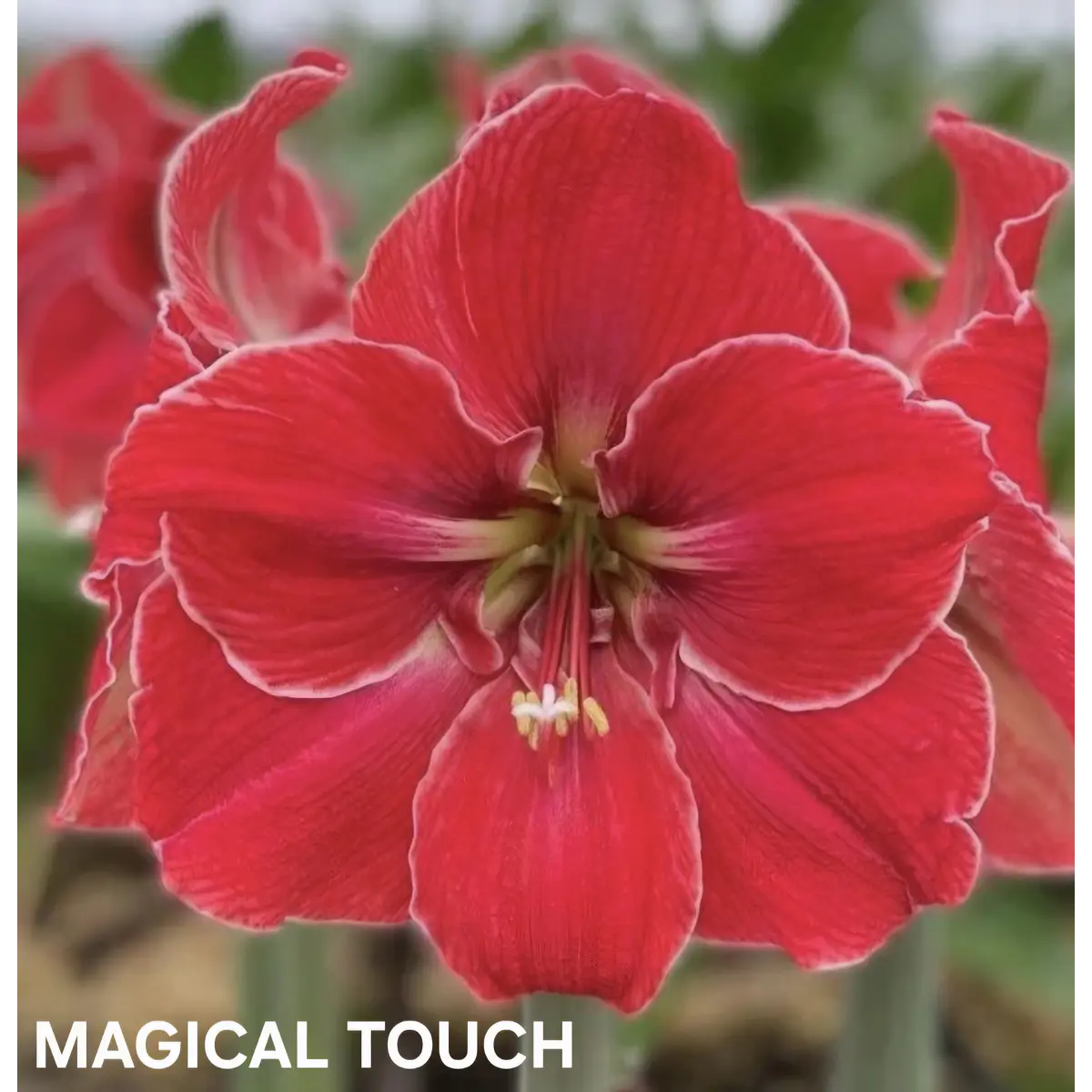 Amaryllis Magical Touch (Bulbo)