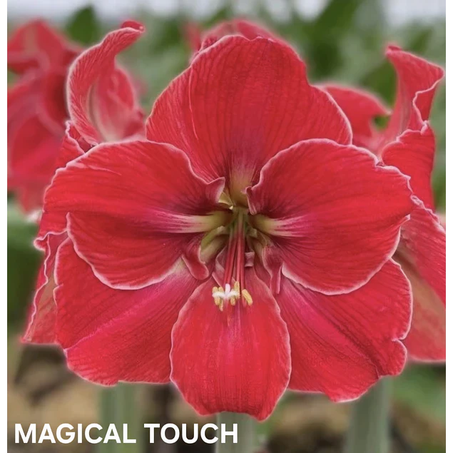 Amaryllis Magical Touch (Bulbo)