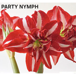 Amaryllis Party Nymph (Bulbo)