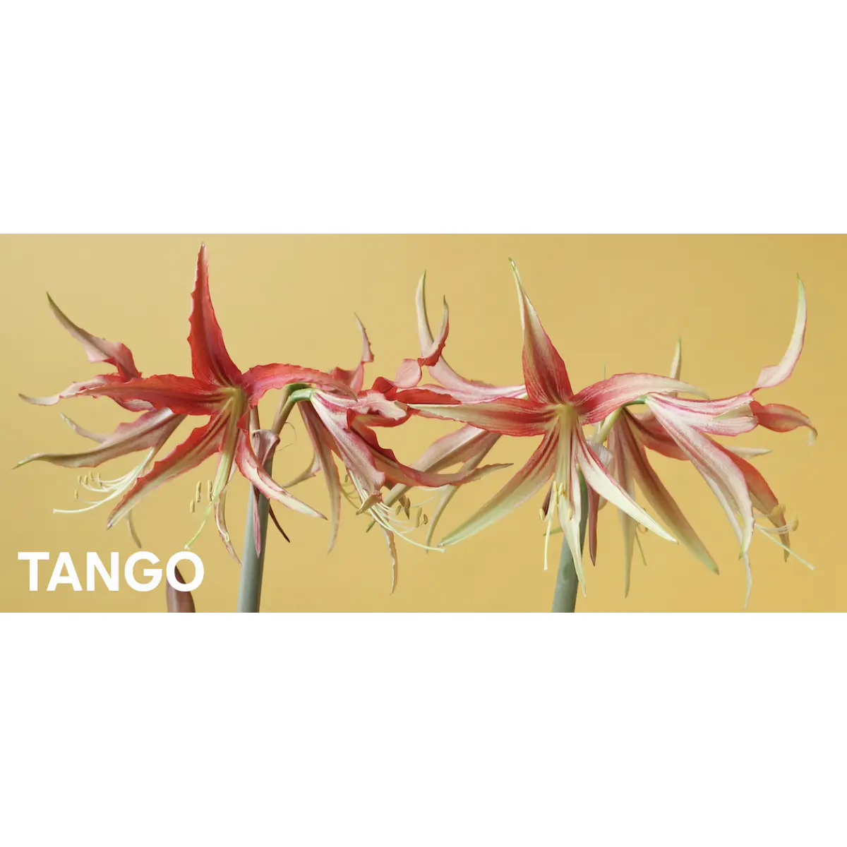 Amaryllis Tango (Bulbo)