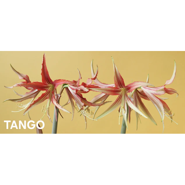 Amaryllis Tango (Bulbo)