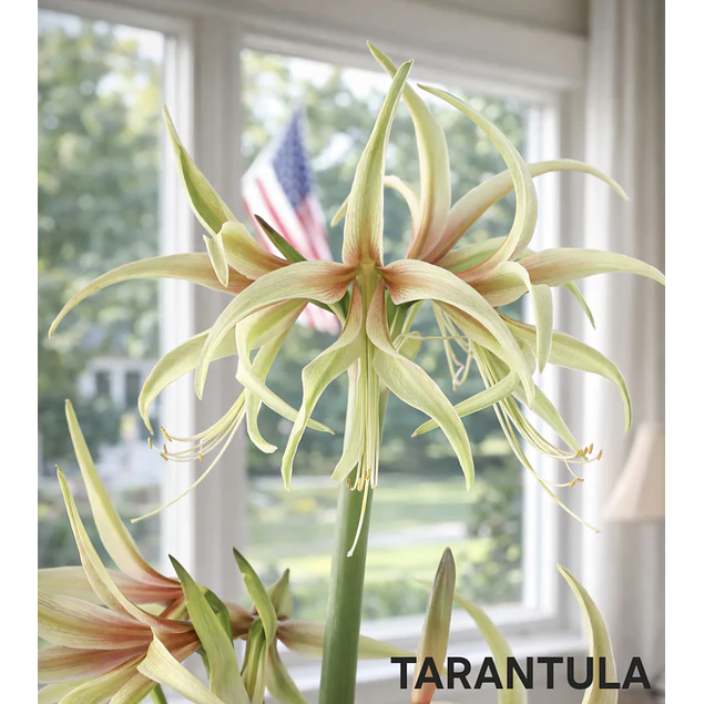 Amaryllis Tarantula (Bulbo)