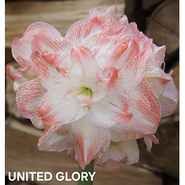 Amaryllis United Glory (Bulbo)