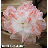 COLECCION AMARYLLIS 2026 (BULBOS)