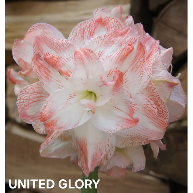 COLECCION AMARYLLIS 2026 (BULBOS)