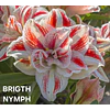 COLECCION AMARYLLIS 2026 (BULBOS)