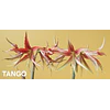 COLECCION AMARYLLIS 2026 (BULBOS)