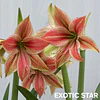COLECCION AMARYLLIS 2026 (BULBOS)