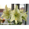 COLECCION AMARYLLIS 2026 (BULBOS)
