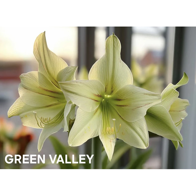 COLECCION AMARYLLIS 2026 (BULBOS)