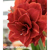 COLECCION AMARYLLIS 2026 (BULBOS)