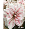 COLECCION AMARYLLIS 2026 (BULBOS)