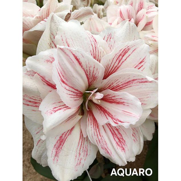 COLECCION AMARYLLIS 2026 (BULBOS)