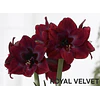 COLECCION AMARYLLIS 2026 (BULBOS)