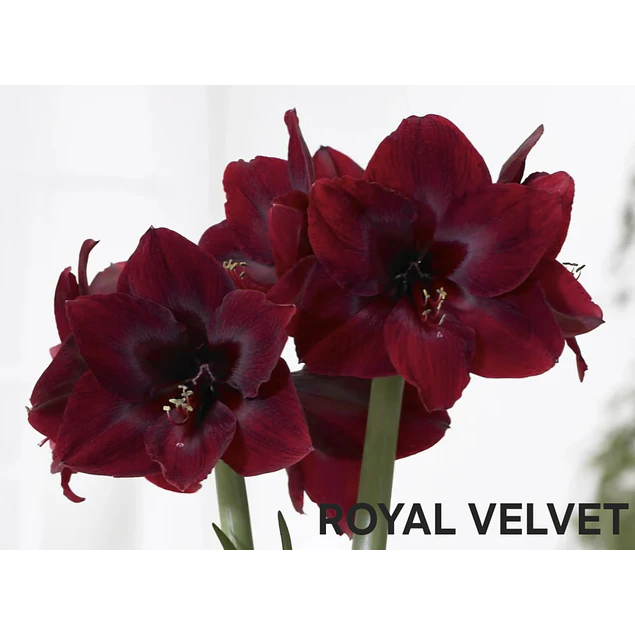 COLECCION AMARYLLIS 2026 (BULBOS)
