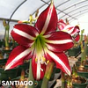 COLECCION AMARYLLIS 2026 (BULBOS)