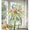 COLECCION AMARYLLIS 2026 (BULBOS)