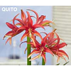 COLECCION AMARYLLIS 2026 (BULBOS)