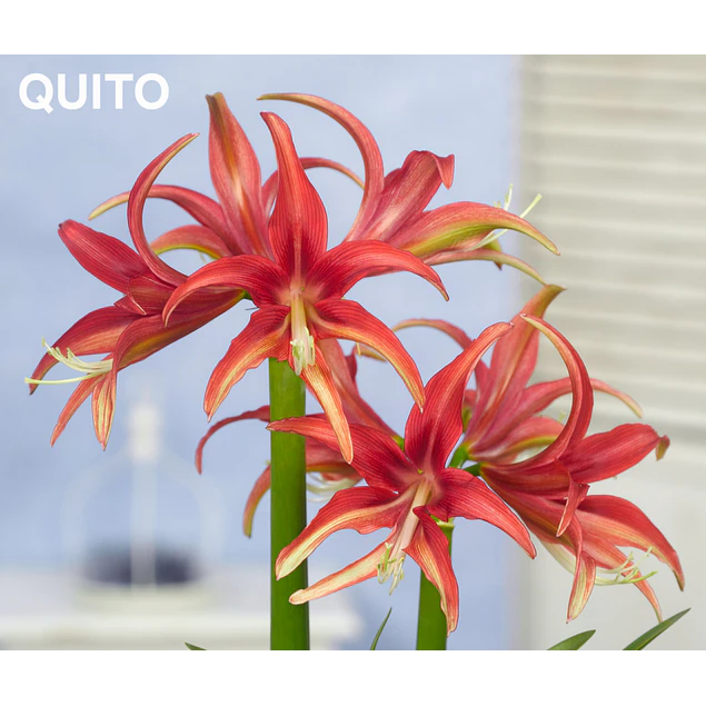 COLECCION AMARYLLIS 2026 (BULBOS)