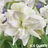 COLECCION AMARYLLIS 2026 (BULBOS)