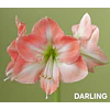 COLECCION AMARYLLIS 2026 (BULBOS)