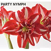 COLECCION AMARYLLIS 2026 (BULBOS)