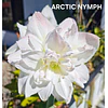 COLECCION AMARYLLIS 2026 (BULBOS)