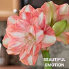 COLECCION AMARYLLIS 2026 (BULBOS)