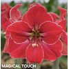 COLECCION AMARYLLIS 2026 (BULBOS)