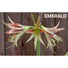 COLECCION AMARYLLIS 2026 (BULBOS)