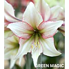 COLECCION AMARYLLIS 2026 (BULBOS)