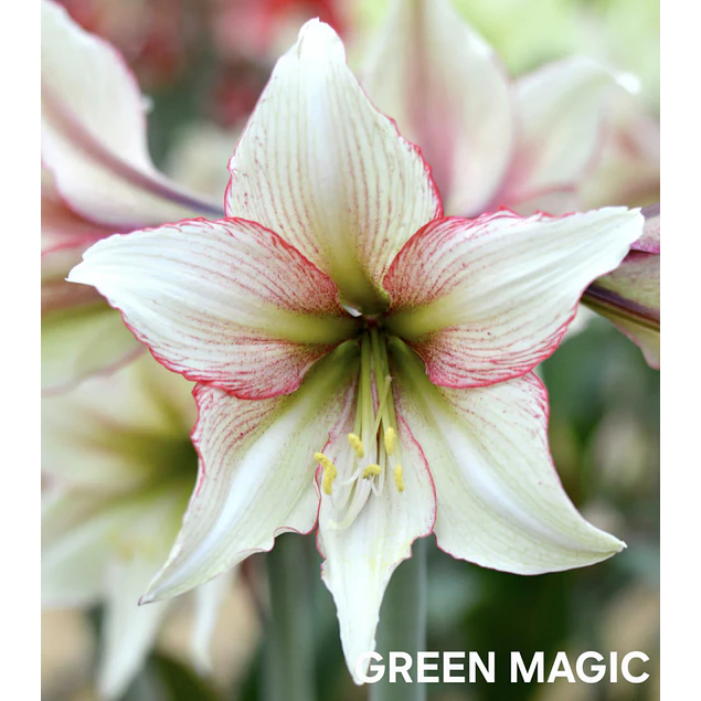 COLECCION AMARYLLIS 2026 (BULBOS)