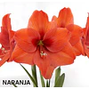 COLECCION AMARYLLIS 2026 (BULBOS)