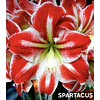 COLECCION AMARYLLIS 2026 (BULBOS)