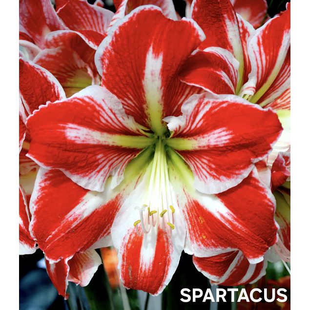 COLECCION AMARYLLIS 2026 (BULBOS)