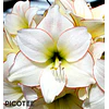 COLECCION AMARYLLIS 2026 (BULBOS)