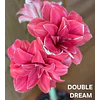 COLECCION AMARYLLIS 2026 (BULBOS)