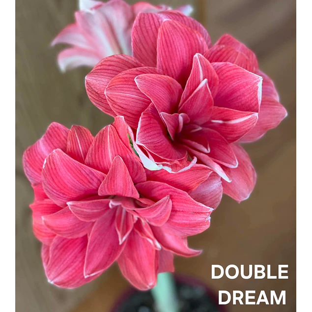 COLECCION AMARYLLIS 2026 (BULBOS)